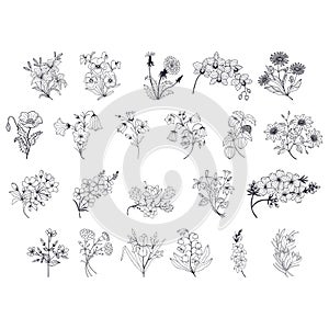 Botanical Floral set set. Vector stock illustration eps 10. Outline. Hand drawing