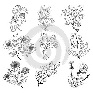 Botanical Floral set set.  Vector stock illustration eps 10. Outline. Hand drawing