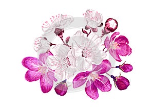 Botanical flower arrangement spring plants. Pink and white flowers on the branches of the first flowering trees