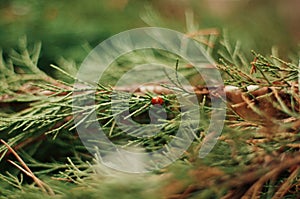 Ladybug on a leaflet. Red bug on the grass. Insects. Background wild nature. Macro, botanical, fir , ladybug sits on a green fir,