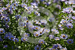 Botanical: Flowers Aster Amellus on the flower bed on beautiful sunny day