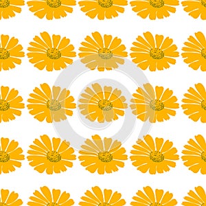 Botanical flowers dandelions seamless pattern vector illustration. Daisy plant with yellow flower on white background. Graphic
