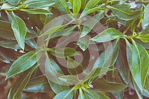 Botanical Foliage Background of Bush Leaves Pattern. Vibrant Green Yellowish Colors. Trendy Hipster Style Matte Effect