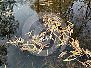 Botanical Garden autumn scenery