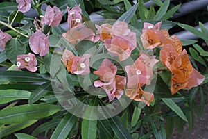 Botanical garden in Balchik, Bulgaria