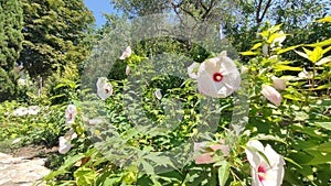 White Flowers at Botanical Garden in Balcik photo