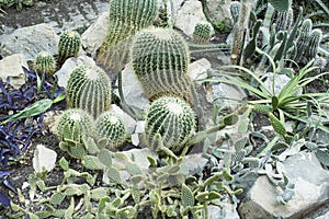 Botanical Garden, Cactuses in Glasshouse