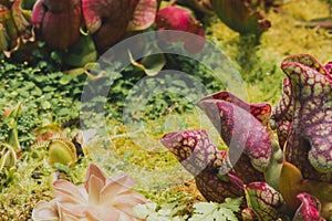 Botanical garden with carnivorous flowers. Jungle foliage stock photography. Venus fly traps and pitcher plants. Jungle foliage