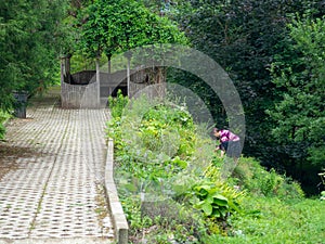 In the botanical garden. Collection of different plants in one place. In a dense forest. Greenery of the botanical garden