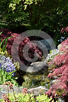 Botanical garden detail, colorfuly plants, runnel