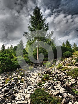 Botanical Garden - Exposition of Tatra nature, Slovakia