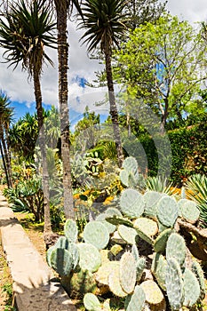 Botanical garden in Funchal