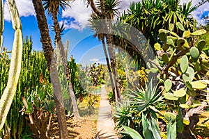 Botanical garden in Funchal