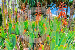 Botanical garden in Funchal