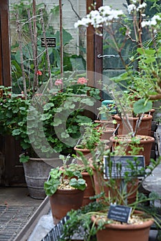 Botanical garden glass greenhouse plants in pots exposure