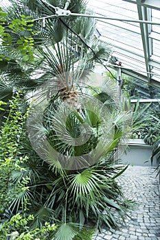 Botanical Garden, in a Glasshouse