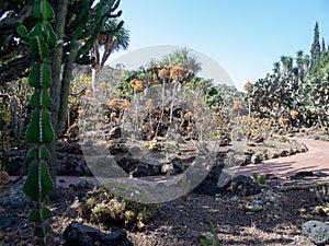 Botanical garden on Gran Canaria