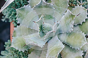 Botanical garden. Image of agave with leaf prints