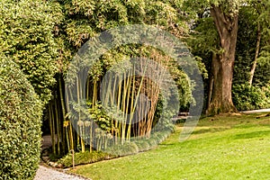 The botanical garden of the Isola Madre on the Lake Maggiore, Stresa, Italy