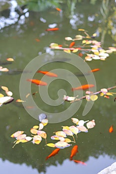 Botanical garden lake with colored fish and jug leaves
