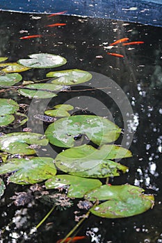Botanical garden lake with colored fish and jug leaves