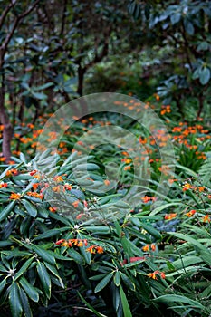 Botanical Garden Landcsaping with Orange