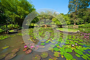 Botanical Garden landscape