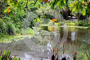 Botanical garden landscape in florida 