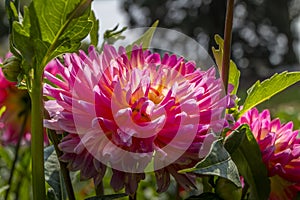 The botanical garden of Mainau Island, the inlet on Lake Constance