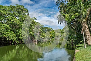 Botanical garden on Mauritius island