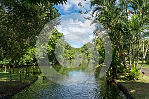 Botanical garden on Mauritius island