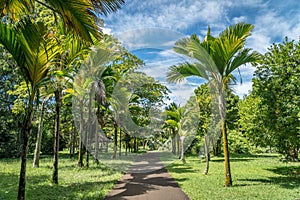 Botanical garden on Mauritius island