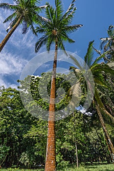 Botanical garden on Mauritius island