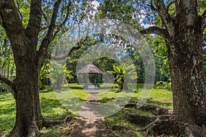 Botanical garden on Mauritius island