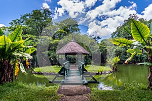 Botanical garden on Mauritius island