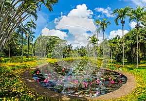 Botanical Garden of Mauritius island