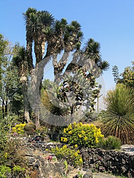 Botanical garden of Mexico City, Mexico