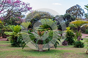 Botanical garden Monte