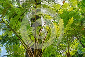 Botanical Garden Monte, Funchal, Madeira island