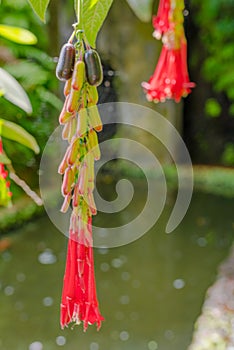 Botanical Garden Monte, Funchal, Madeira island