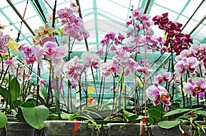 Botanical garden, orchid plants