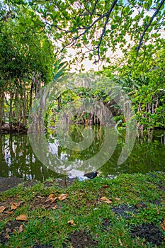 Botanical Garden Pamplemousses, Mauritius.