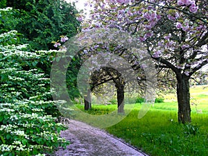 Botanical garden path