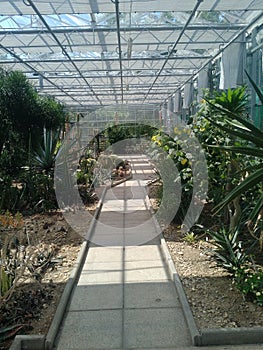 Botanical garden paved path in the cactus house