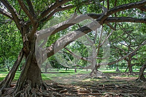 Botanical Garden of Peradeniya