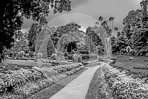 Botanical Garden of Peradeniya photo