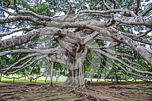 Botanical Garden of Peradeniya, Kandy