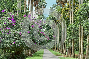 Botanical Garden of Peradeniya, Kandy.