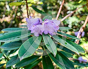 Botanical Garden PurpleFlowers 2