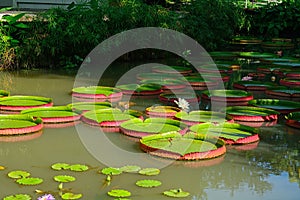 Botanical garden, Singapore